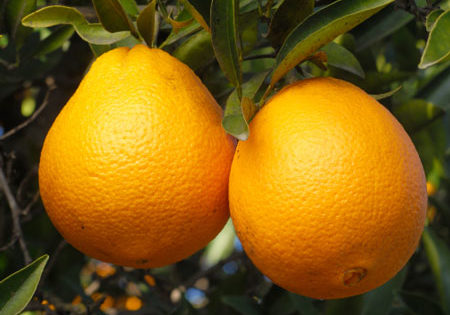 Why a Navel Orange is a Citrus Fruit For Many Choices