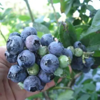 Windsor Blueberry Plant (Height: 2 - 3 FT)