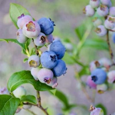 Windsor Blueberry Plant (Height: 2 - 3 FT)