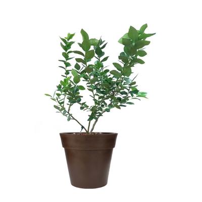 Windsor Blueberry Plant (Height: 2 - 3 FT)