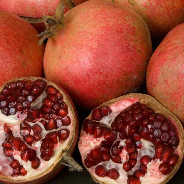 Wonderful-Pomegranate-tree-3