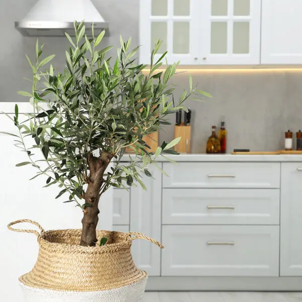 YD24-OliveTree1000