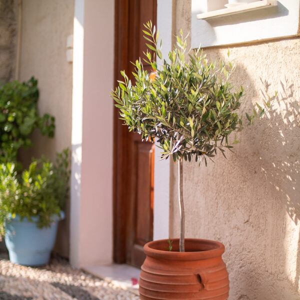 Buy Arbequina Olive Trees Near Me