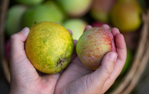 Children's,Hands,Are,Holding,Ripe,Apples,And,Pears.,Harvesting,Fruits.