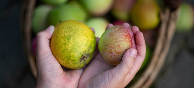 Dwarf Fuji Apple Tree - Yarden