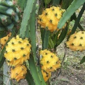 Yellow Dragon Fruit Tree 2