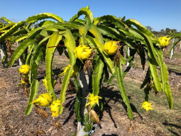 Yellow Dragon Fruit Tree