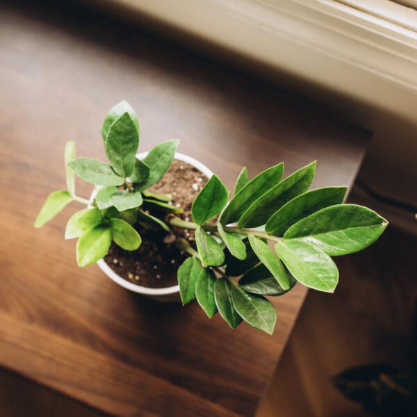 ZZ Plant