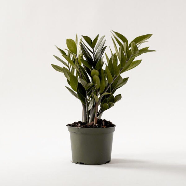 ZZ Plant