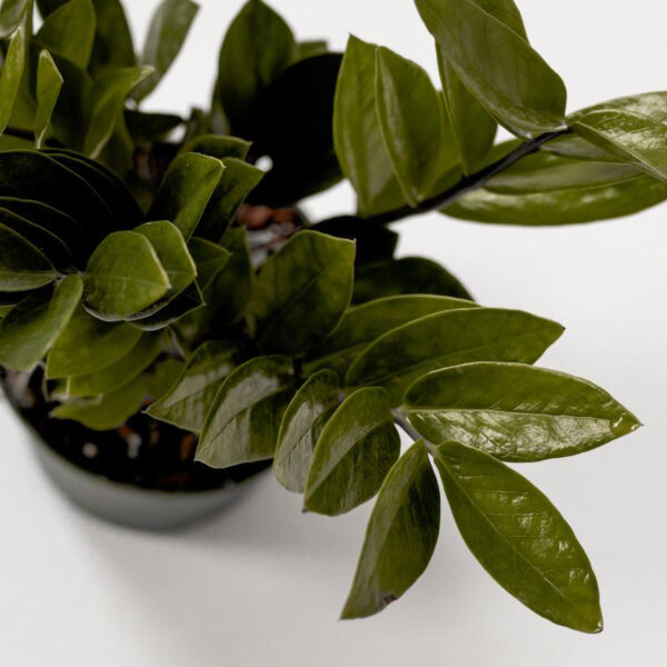 ZZ Plant