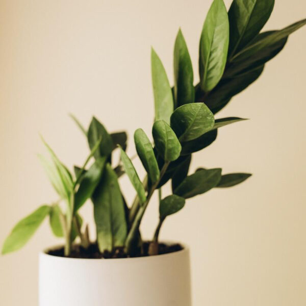 ZZ Plant