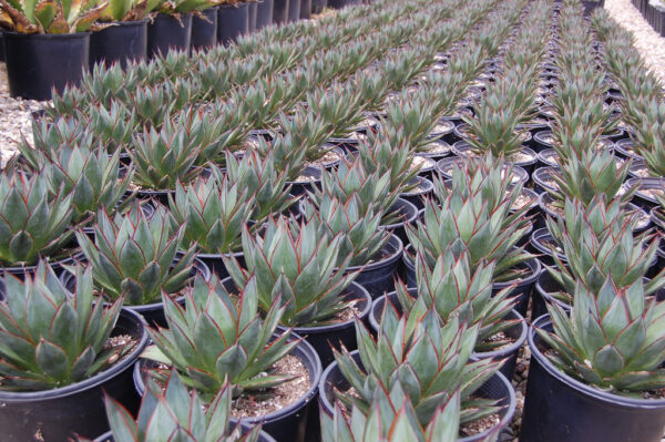 agave blue flame 2