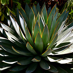 agave-blue-glow-3