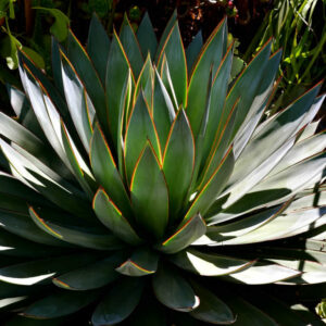 agave blue glow 3