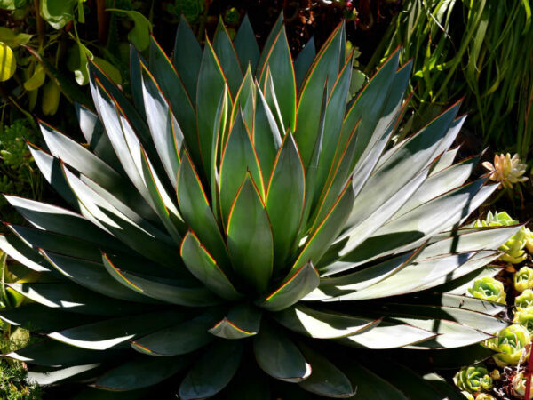 agave blue glow 3