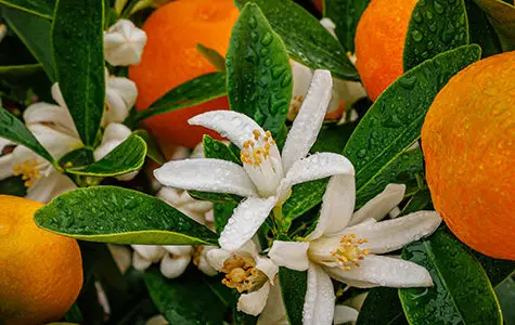 all about growing calamondin calamansi trees - yarden