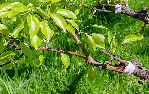 apple pear tree