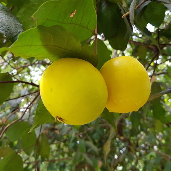 Araza Tree