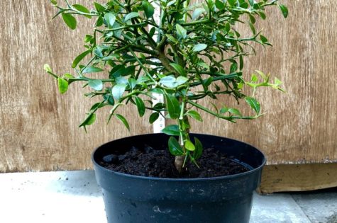 australian finger lime tree 1