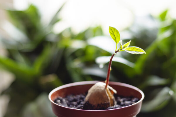 young avocado tree