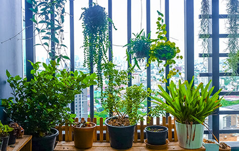 balcony gardening