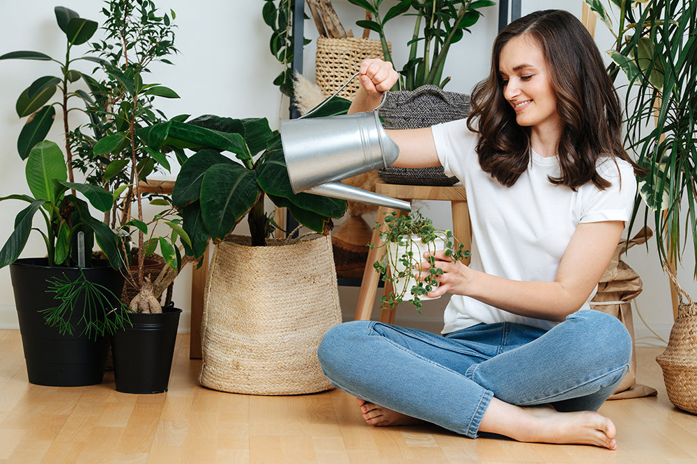 Watering Houseplants