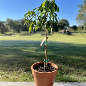 brewster lychee in decorative pot