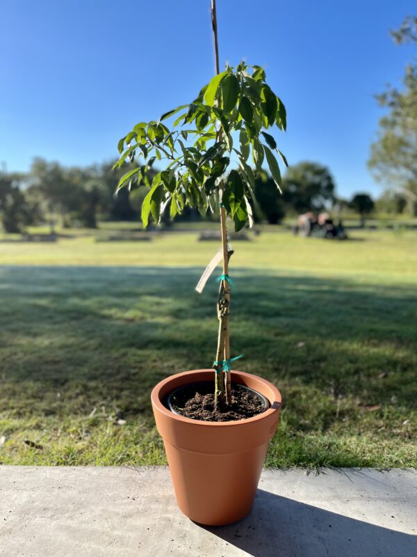 brewster lychee in decorative pot