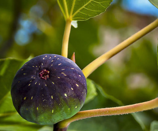 Brown Turkey Fig Tree (Height: 3 - 4 FT)