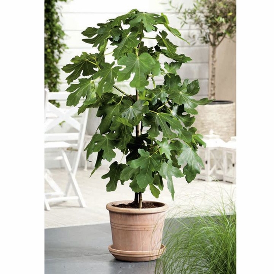 Brown Turkey Fig Tree (Height: 3 - 4 FT)