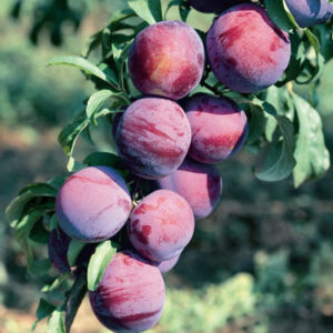 burbank plum tree