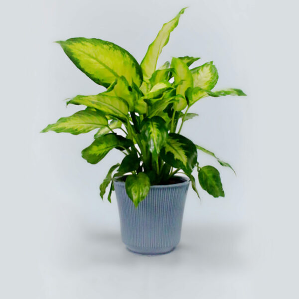 Dieffenbachia - Camille (Dumb Cane)