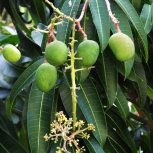 carrie mango tree