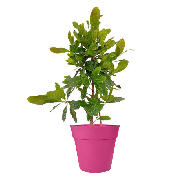 Cashew tree for sale cashew nut tree for sale citrus