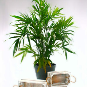 cat-palm-XL-01-scaled