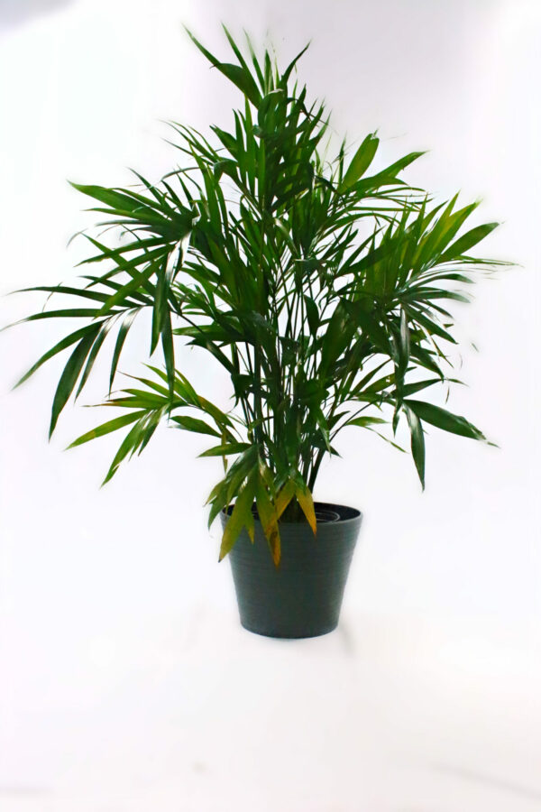 Cat Palm XL