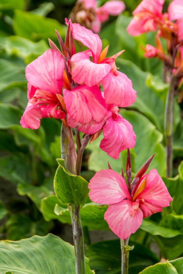 china doll canna plant 1