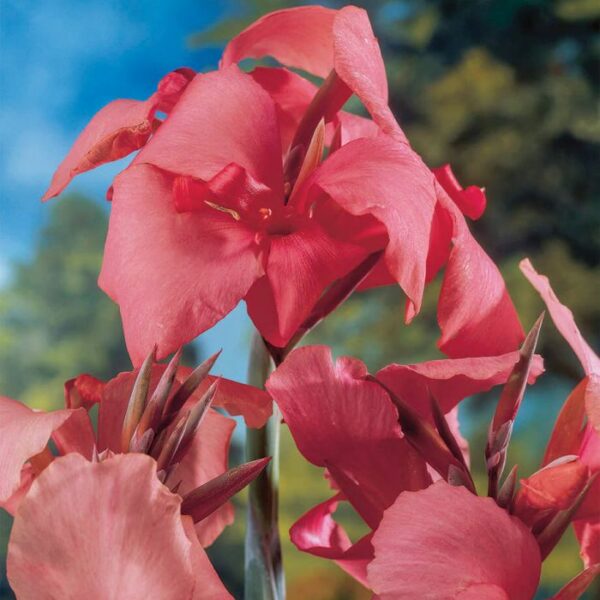 china doll canna plant