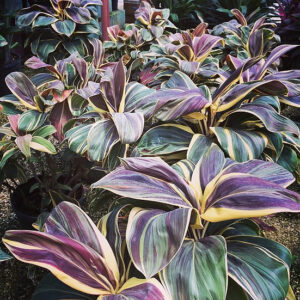 chocolate cordyline 1