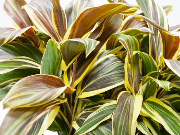 chocolate cordyline