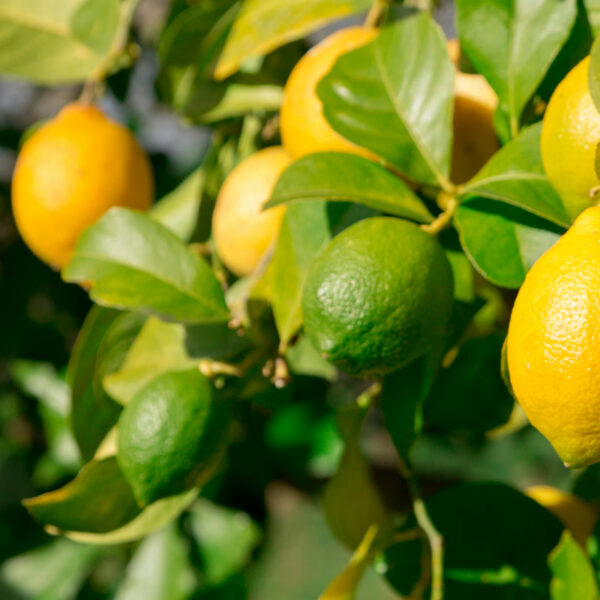 Citrus Cocktail Tree - Lemon Lime