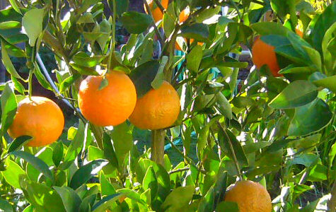 citrus-tangerine-tree