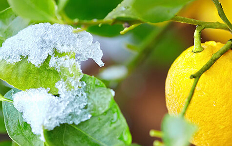 chill weather lemon tree