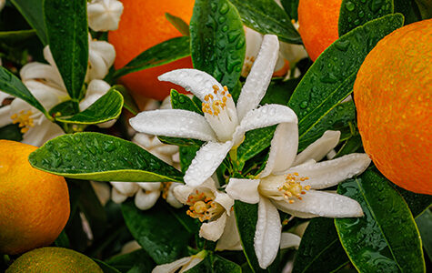 citrus trees and flowers