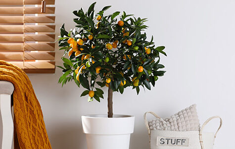 citrus-trees-indoors