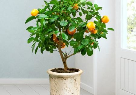 clementine tree 1