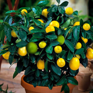 cocktail-tree