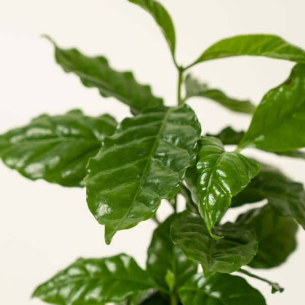 coffeeplant_1