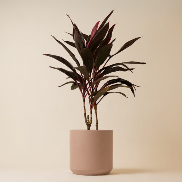 Cordyline Florica