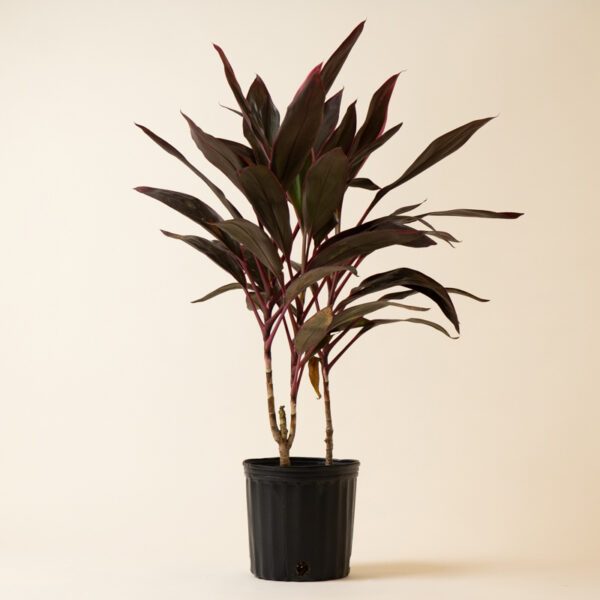 cordyline-florica_2